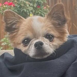 Meet your Posher, Leo